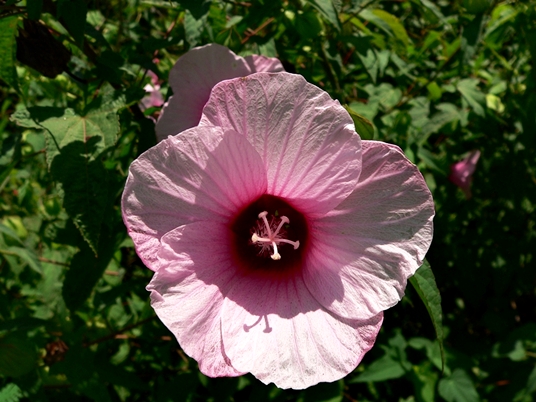 {Hibiscus laevis}